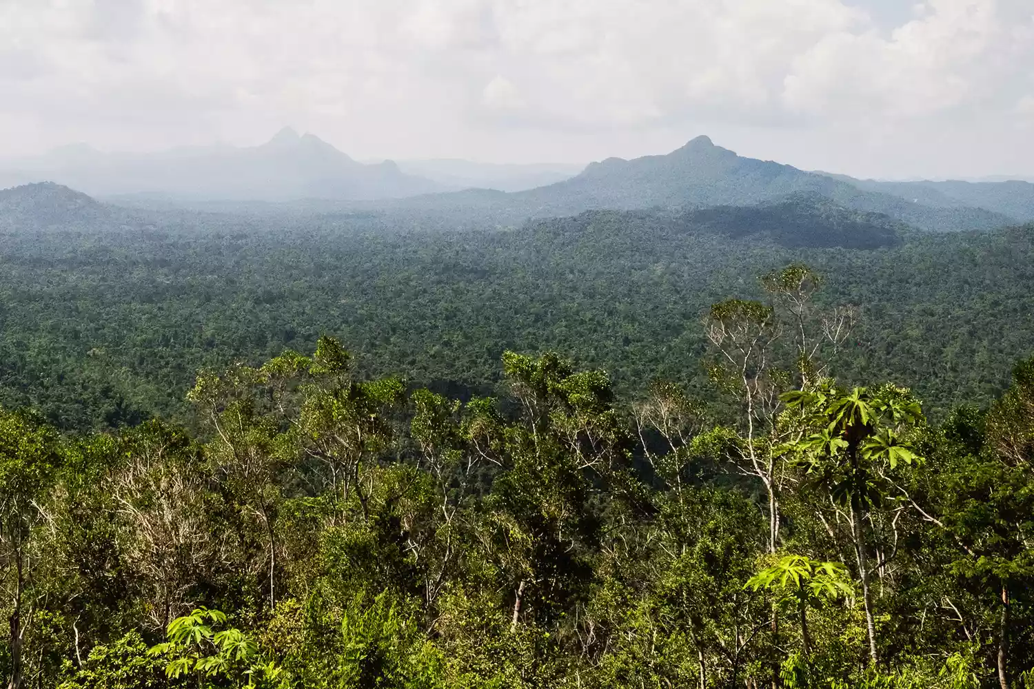 A panoramic view of the dense tropical forest from the peak of Cockscomb Basin Wildlife Sanctuary.