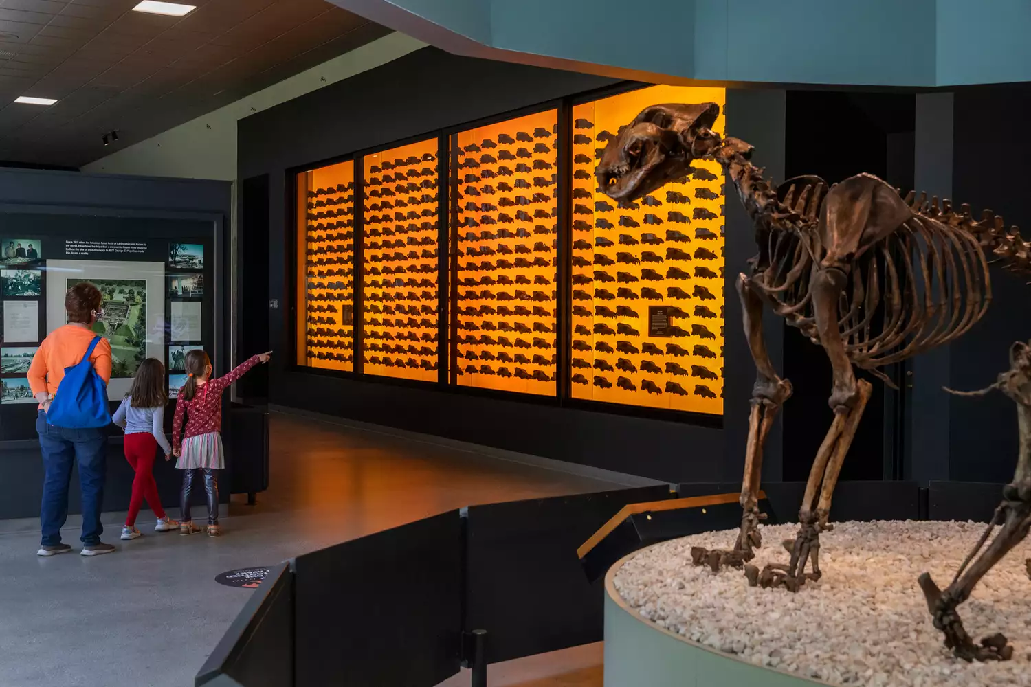 Visitors looking at a wall displayed with hundreds of dire wolf skulls at the La Brea Tar Pits.