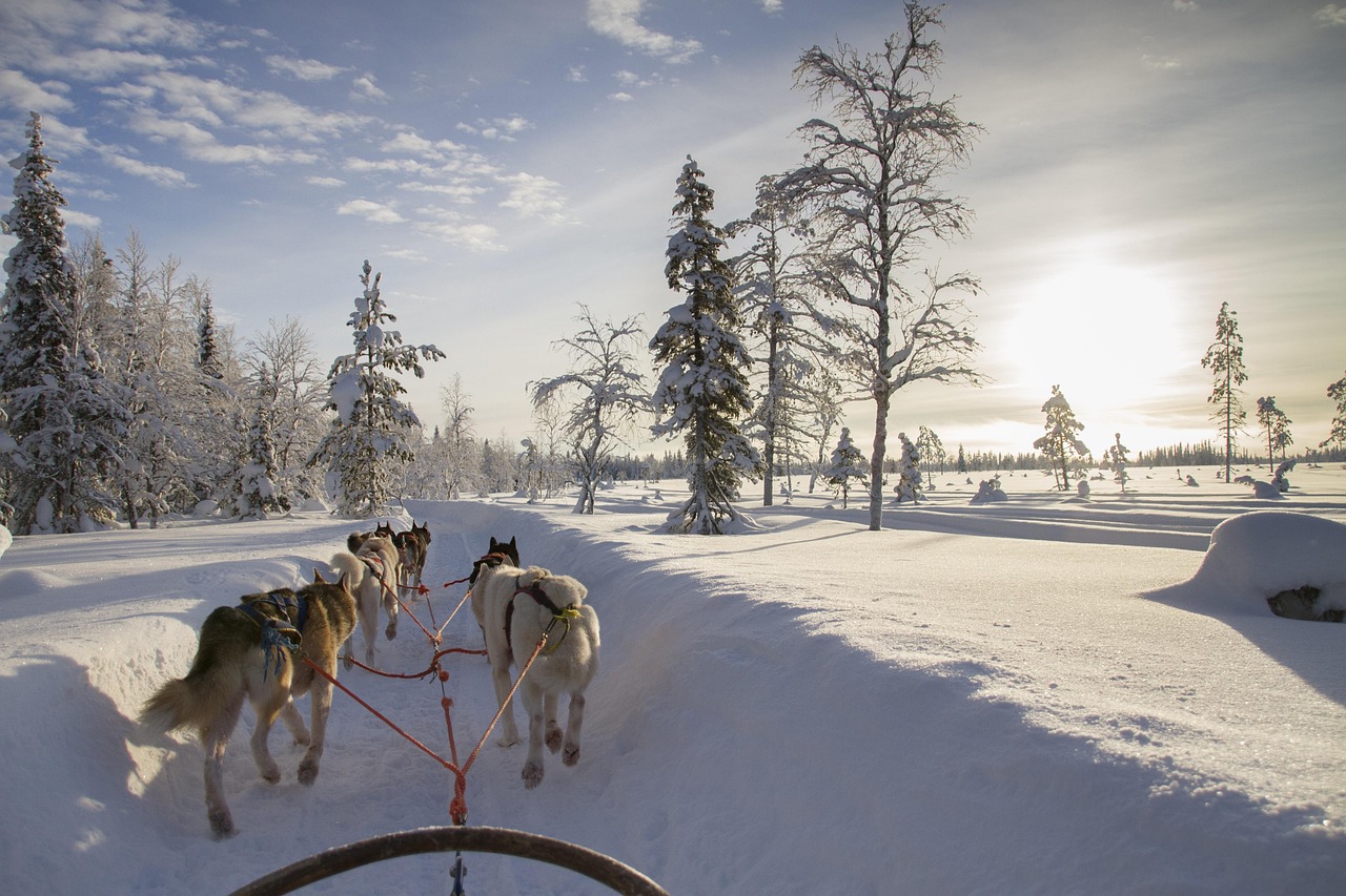 A team of huskies pulling a sled through a snow-covered forest in Lapland.