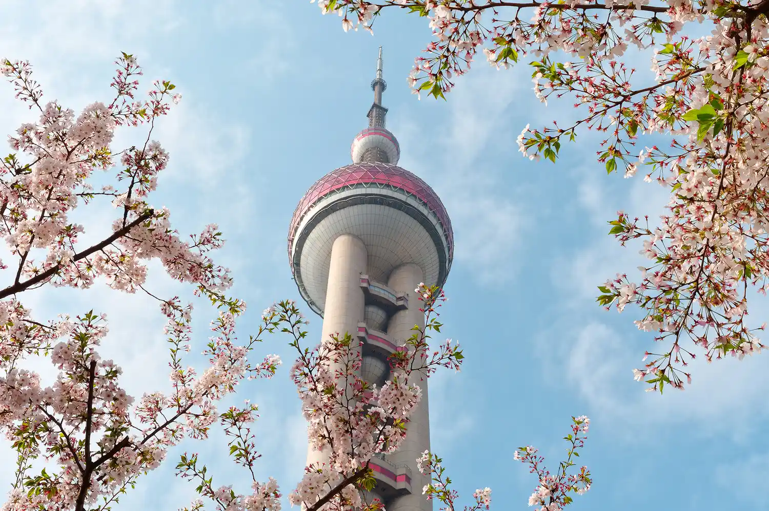 The Oriental Pearl Tower in Shanghai framed by cherry blossom branches.