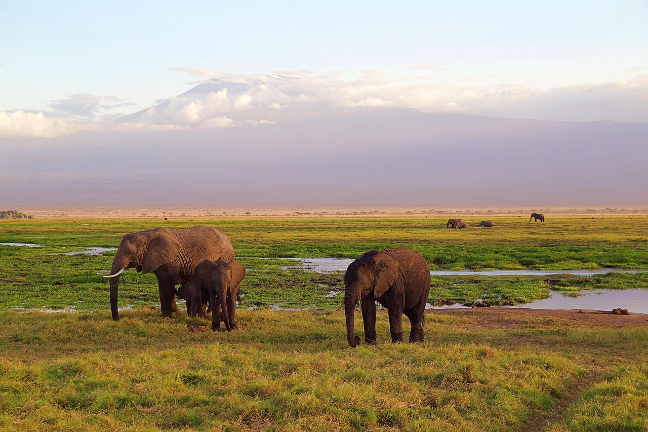 A family of elephants walking across the vast Botswana savanna.
