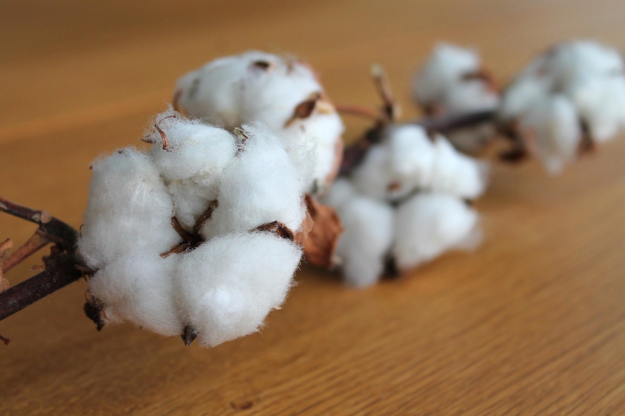 Close-up of a soft, high-quality white cotton boll on a branch.
