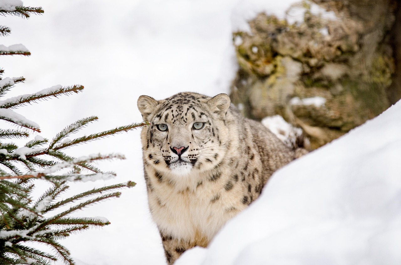 A leopard resting on a large tree branch looking towards the camera.