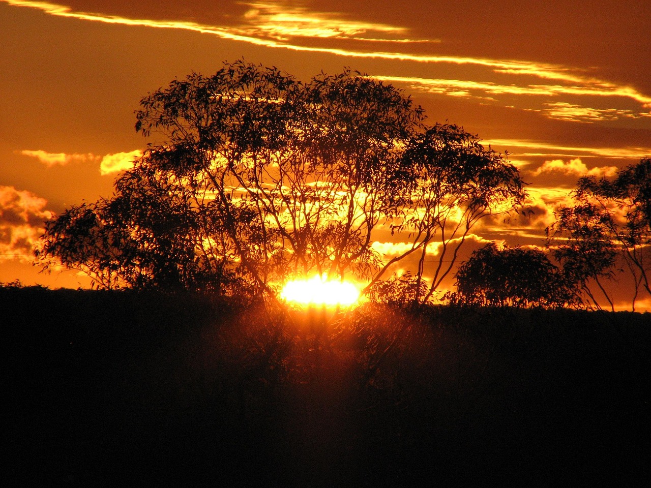A golden sunset over the dry Australian bush with silhouettes of trees.
