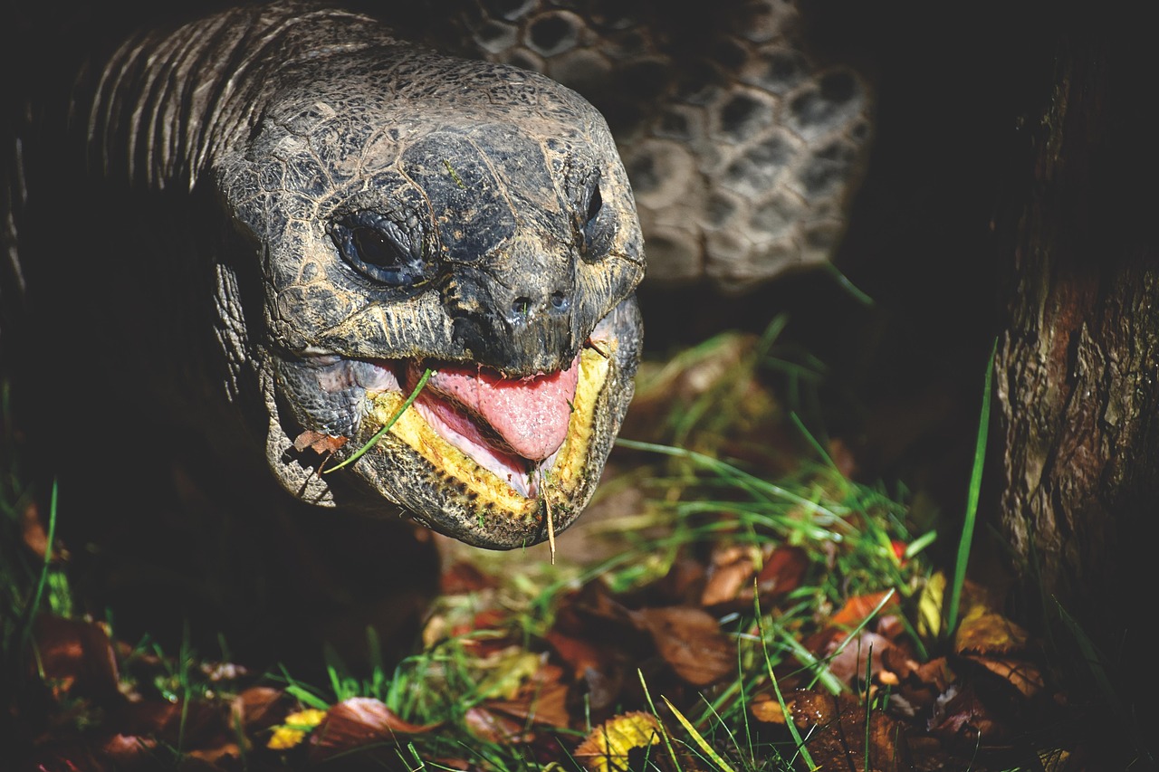 A giant tortoise grazing in the lush green highlands of Santa Cruz