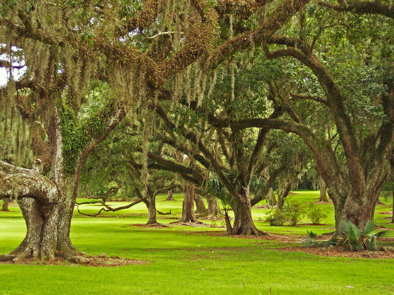 A long driveway lined with ancient oak trees draped in Spanish moss