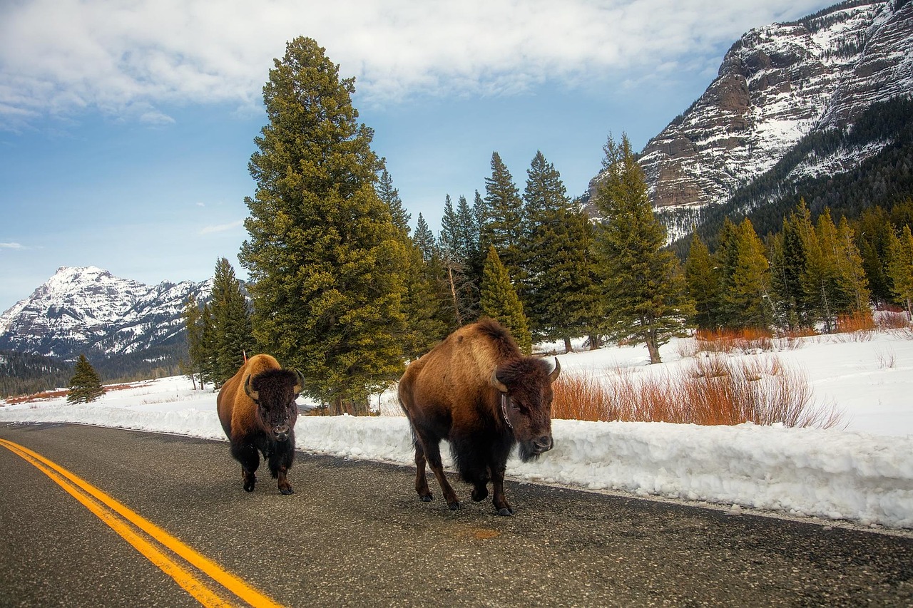 A large American bison standing in a grassy field with mountains in the background.