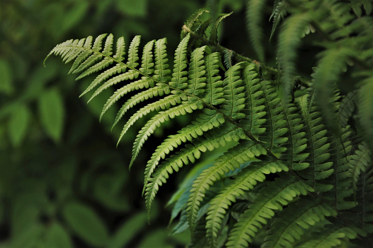 A lush, green canyon floor filled with giant ferns and moss-covered rocks.