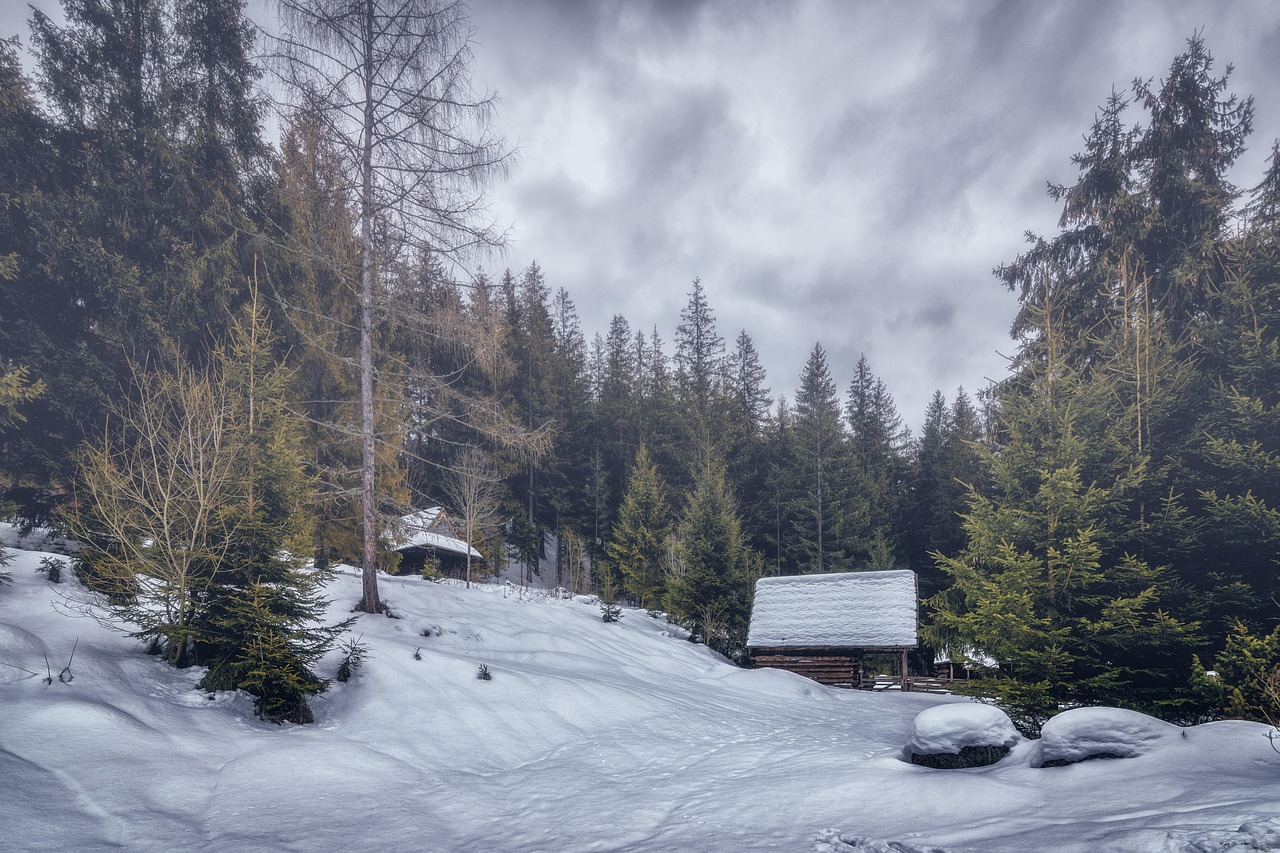 A modern eco-friendly wooden lodge nestled in a deep forest