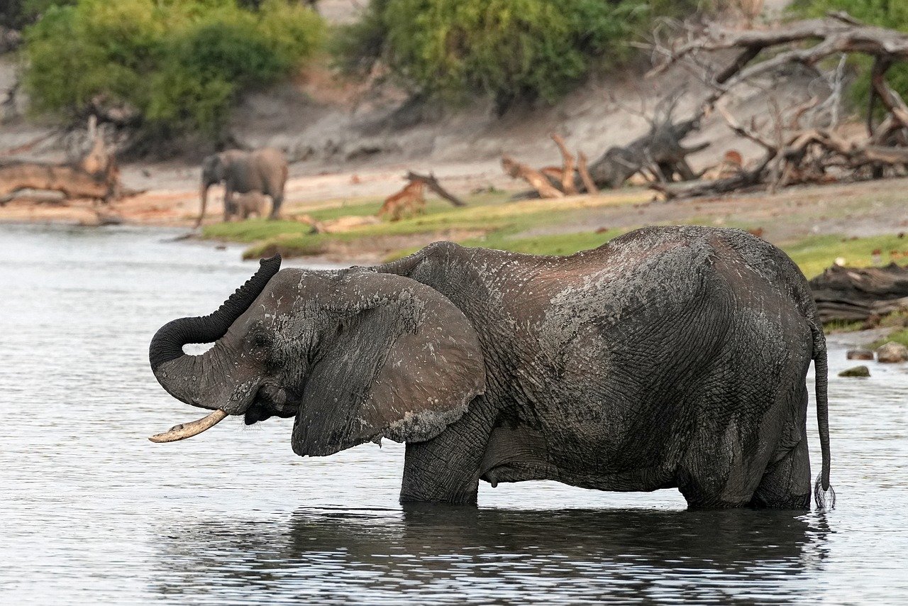 A large herd of elephants bathing and crossing the Chobe River