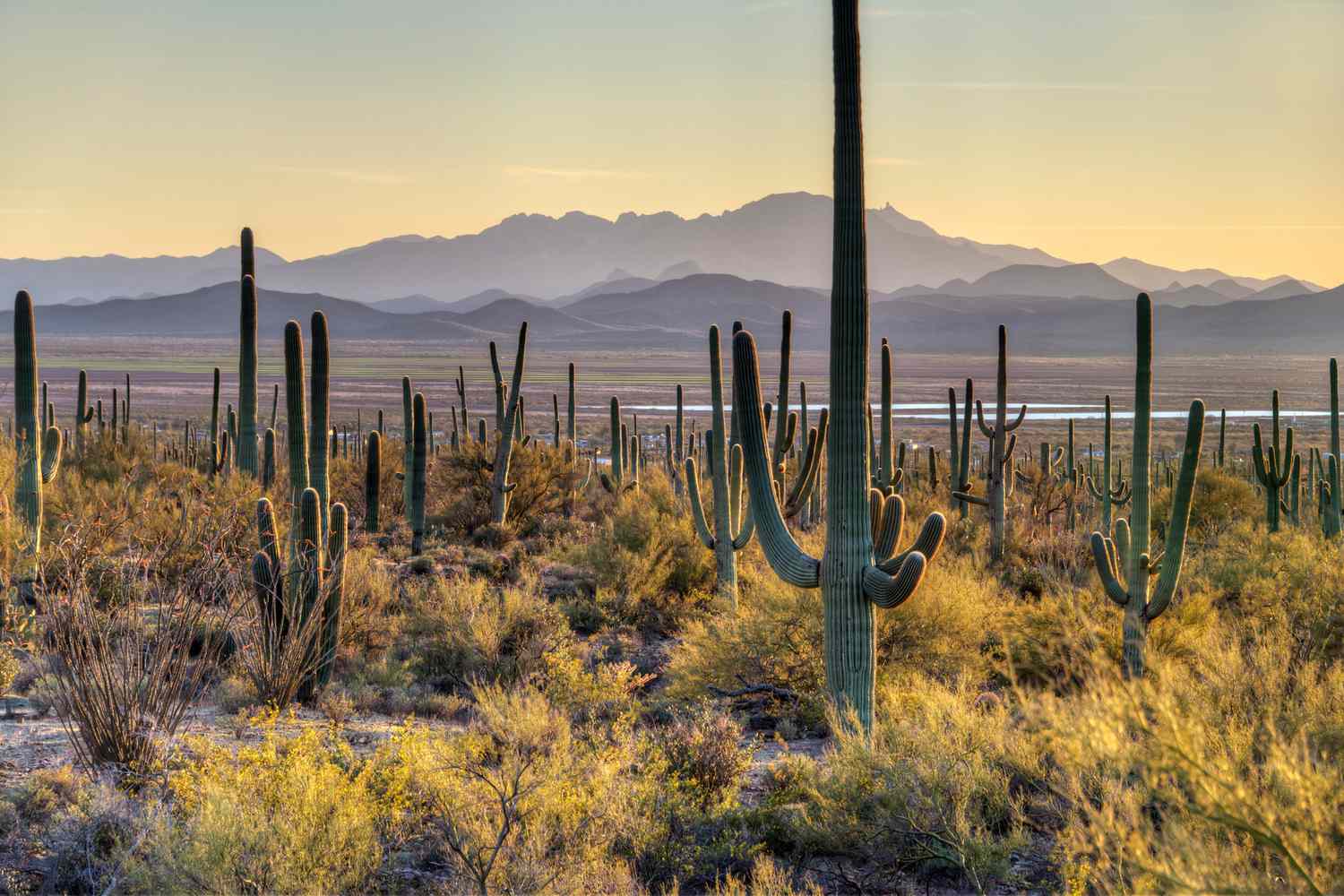 Saguaro National Park: The Ultimate Adventure Guide