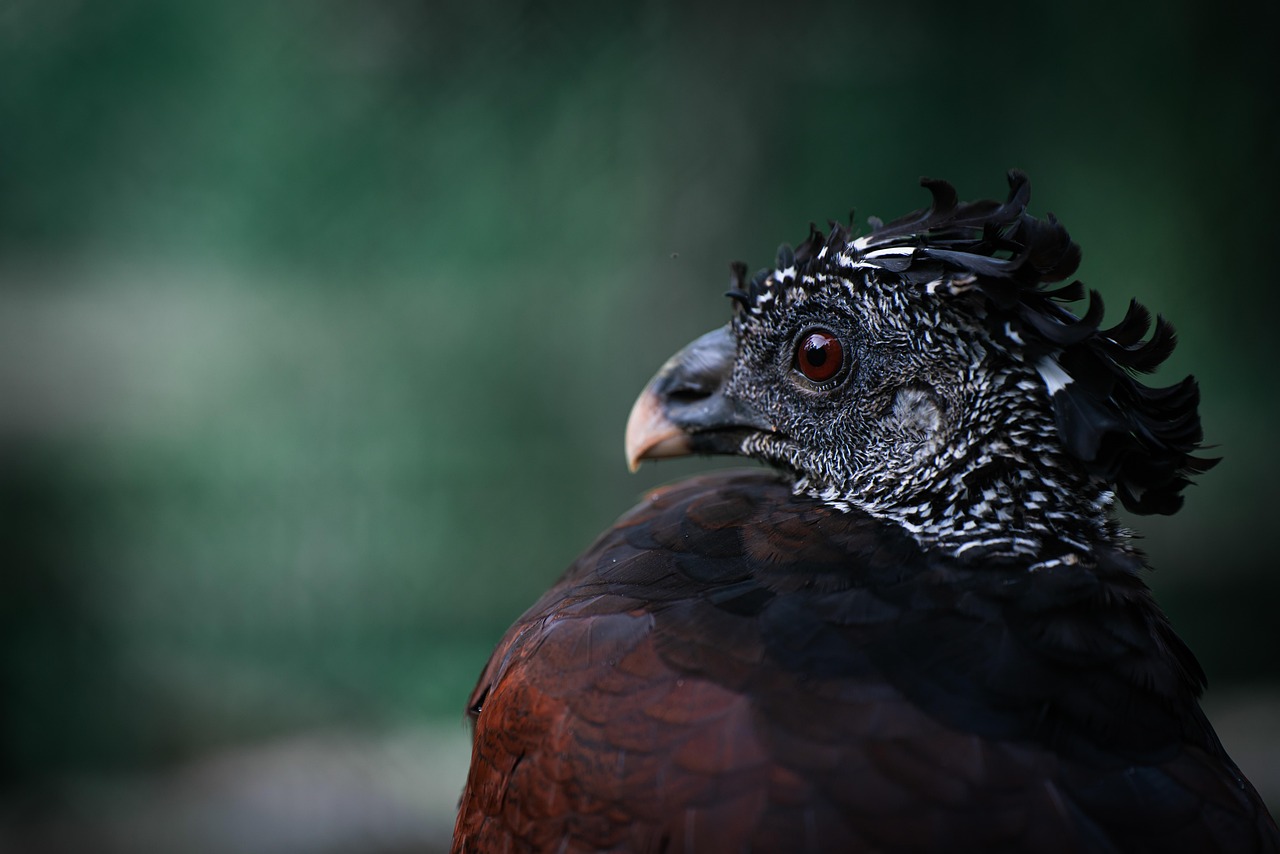 A lush green forest with ferns and tall trees in the Chilean Lake District.