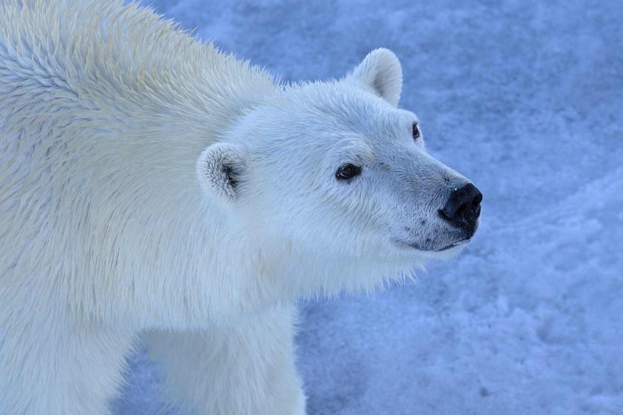 A polar bear standing on an ice floe in the middle of the Arctic ocean.