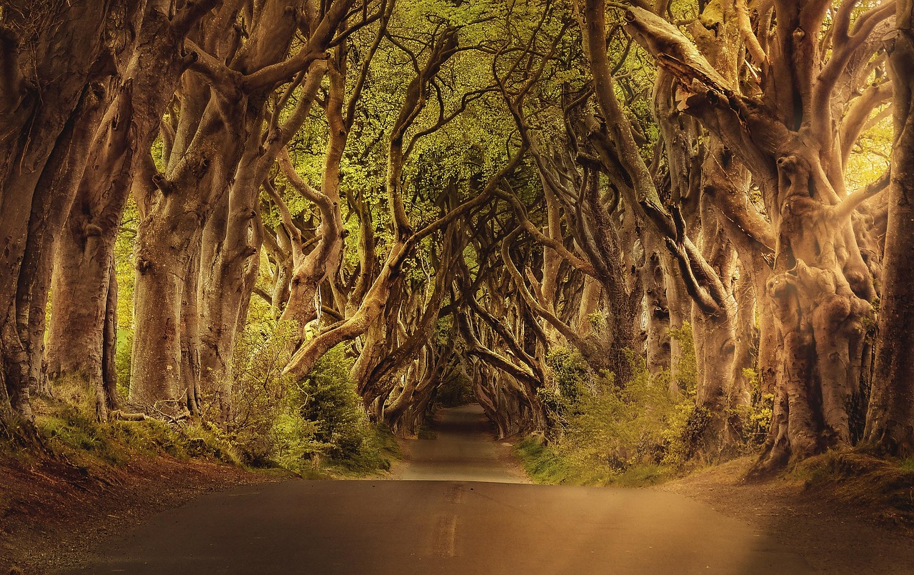 An atmospheric road lined with ancient, twisted beech trees in Northern Ireland