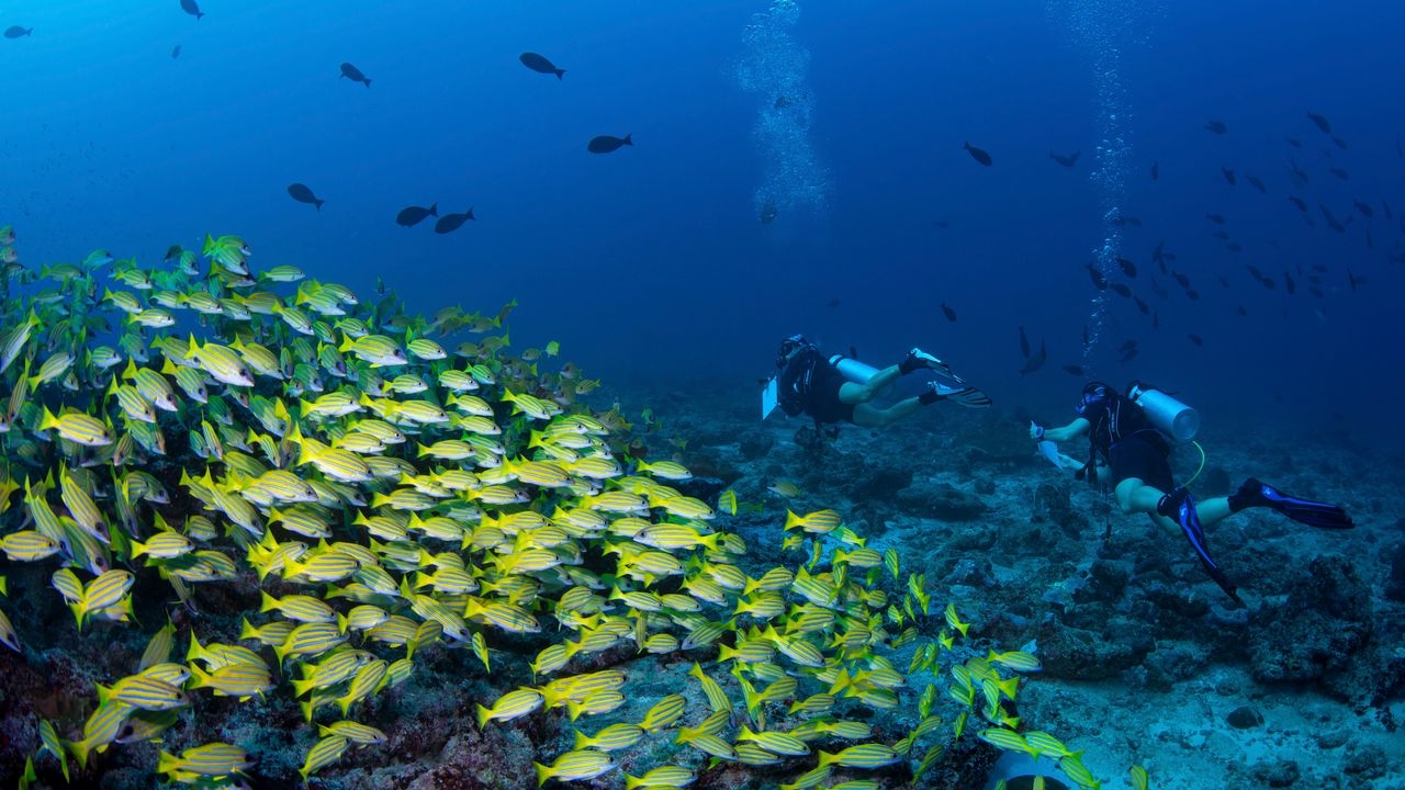 Women Scuba Diving: Gear, Solo Travel & 2026 Trends