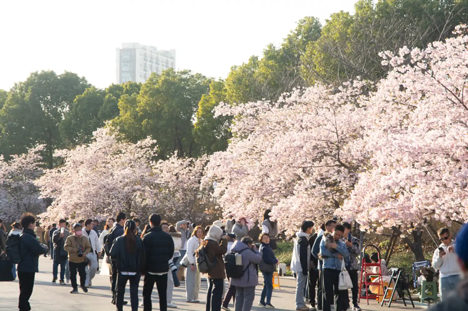A park in Shanghai during cherry blossom season with people enjoying the scenery and trees in the background.