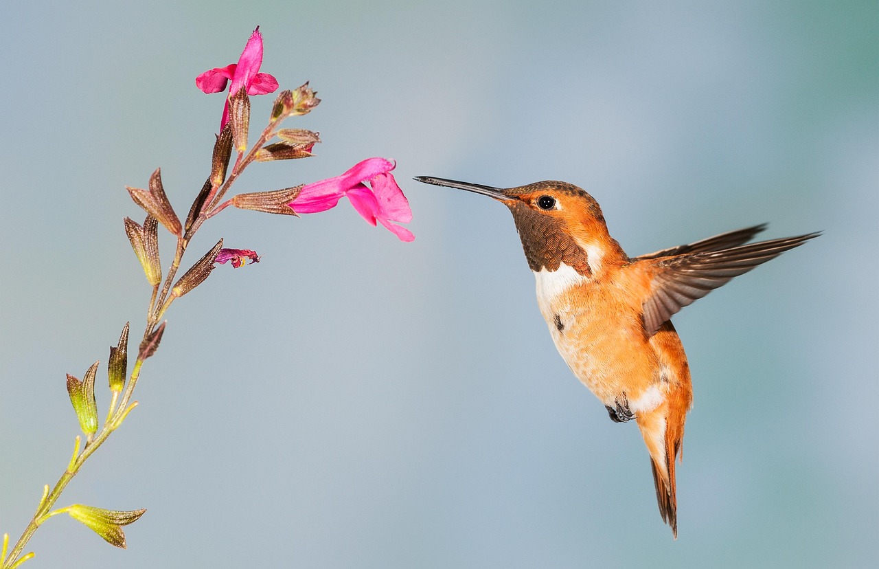 A small hummingbird hovering near a bright desert flower.