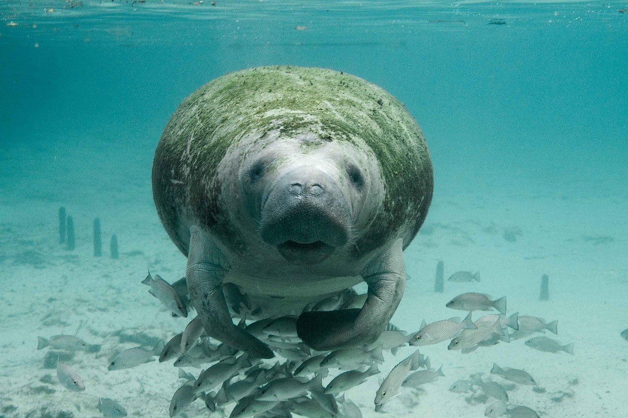 A manatee swimming in clear spring water