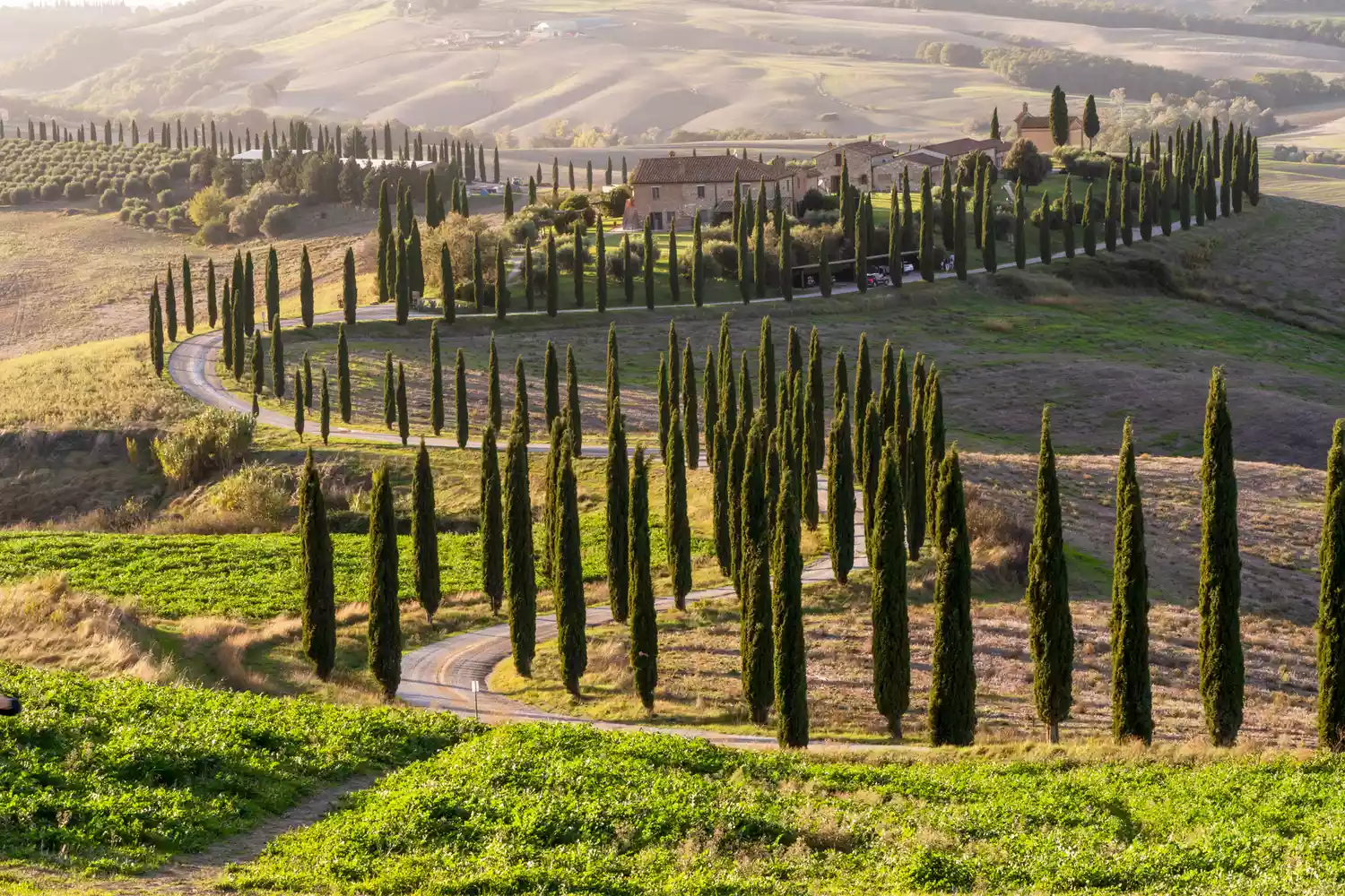 A winding rural road lined with cypress trees in the rolling hills of Tuscany near Pienza, Italy.