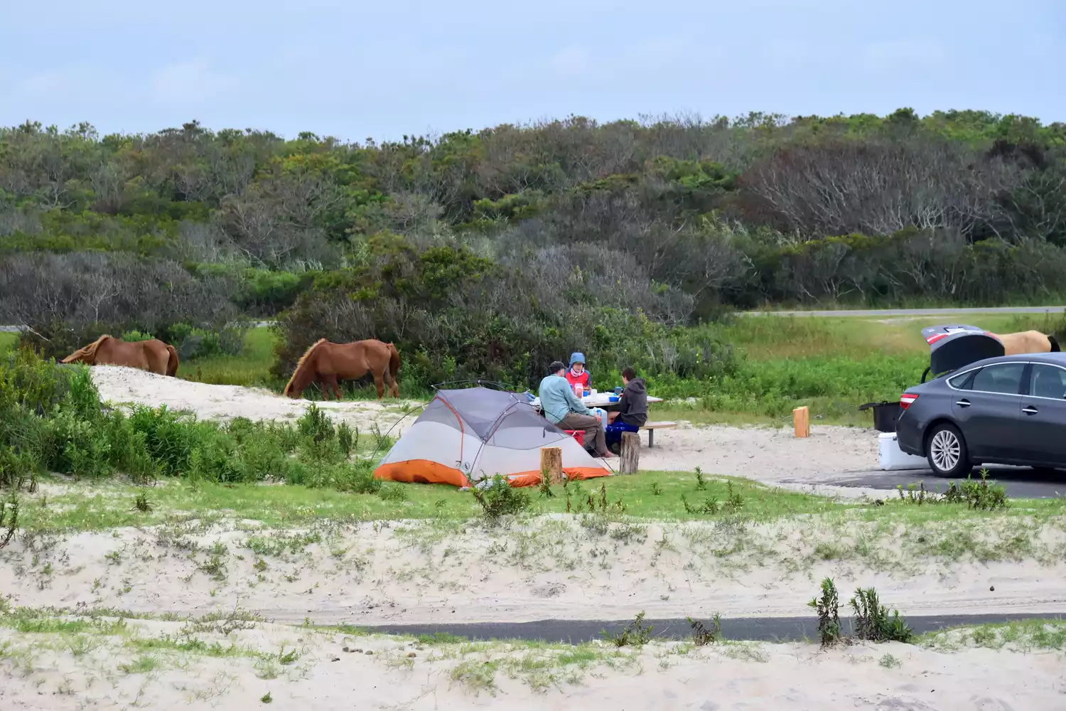 A coastal campsite with a car and tent, featuring two wild horses grazing on the grass nearby with the beach in the background.