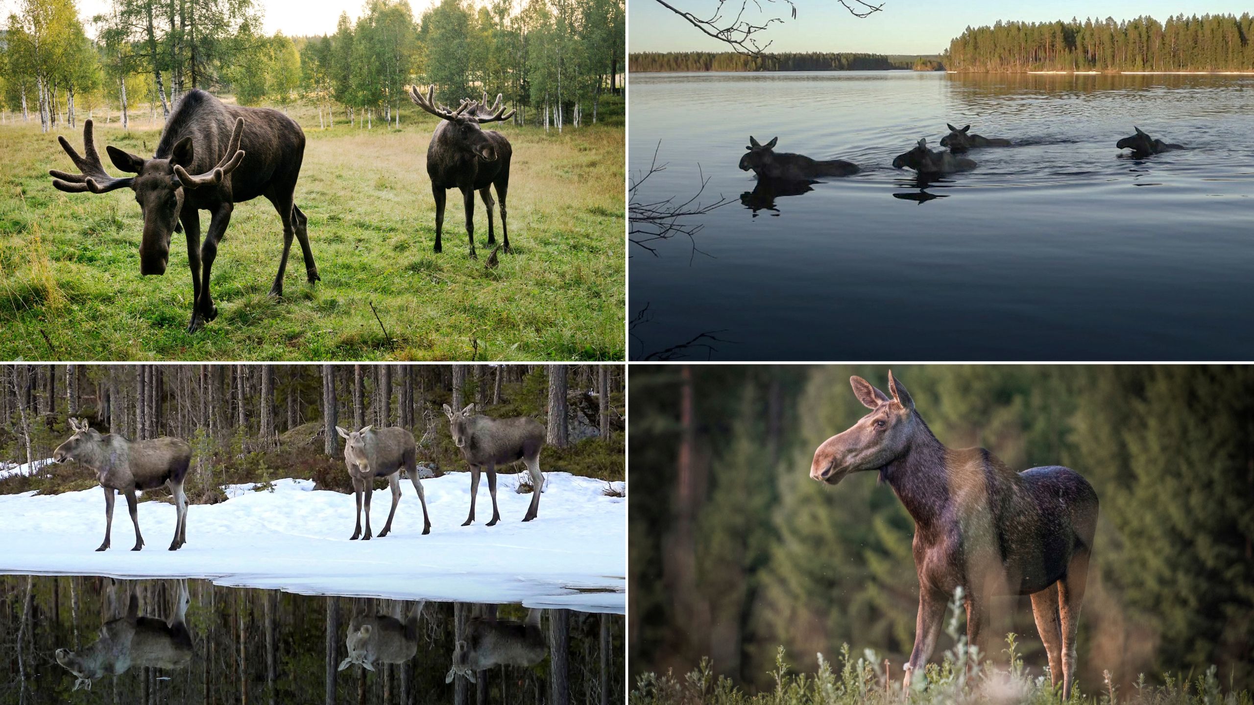 A close-up view of a moose in a natural outdoor setting.