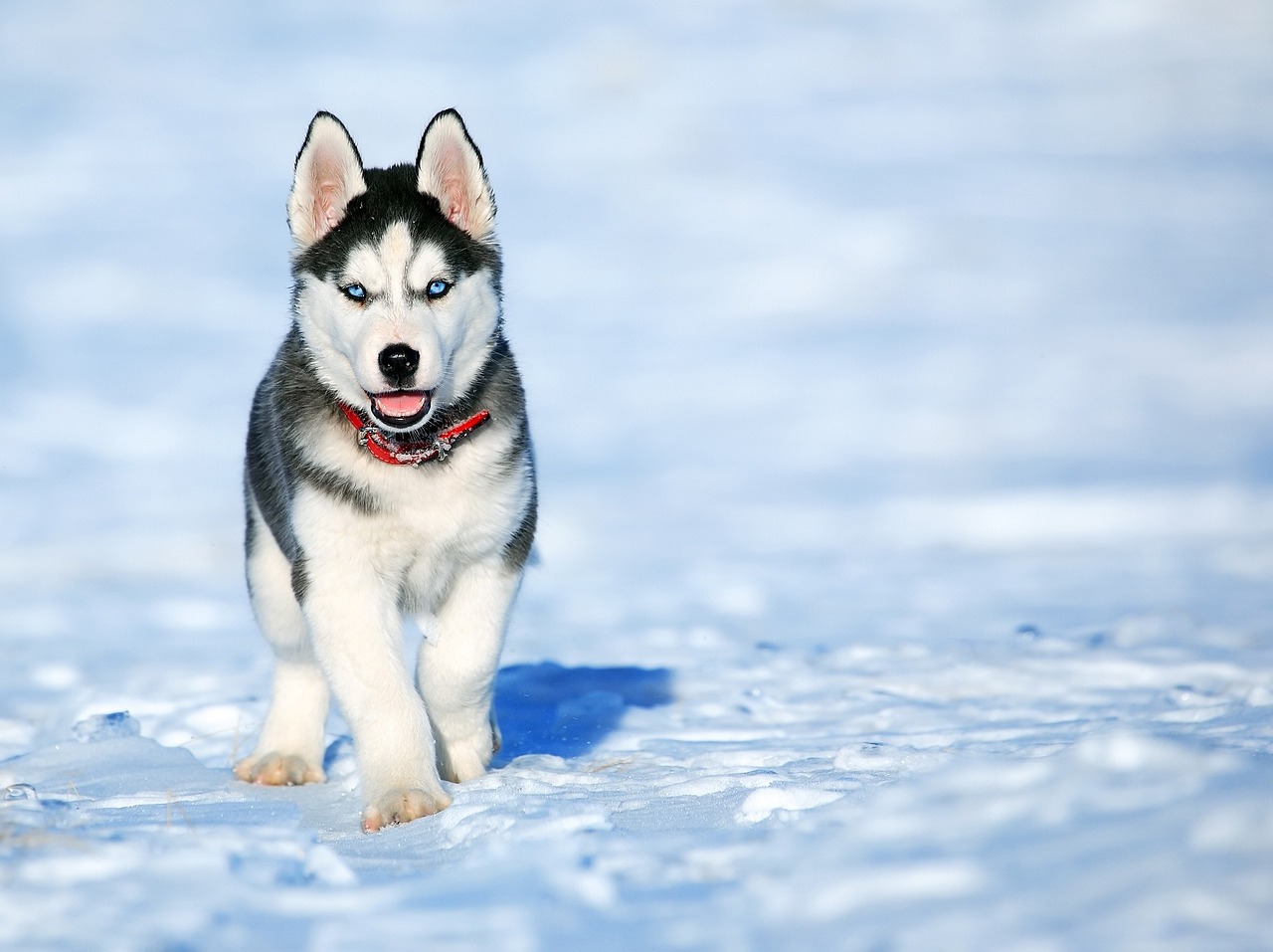 An Alaskan Husky sled dog at the Denali National Park kennels.
