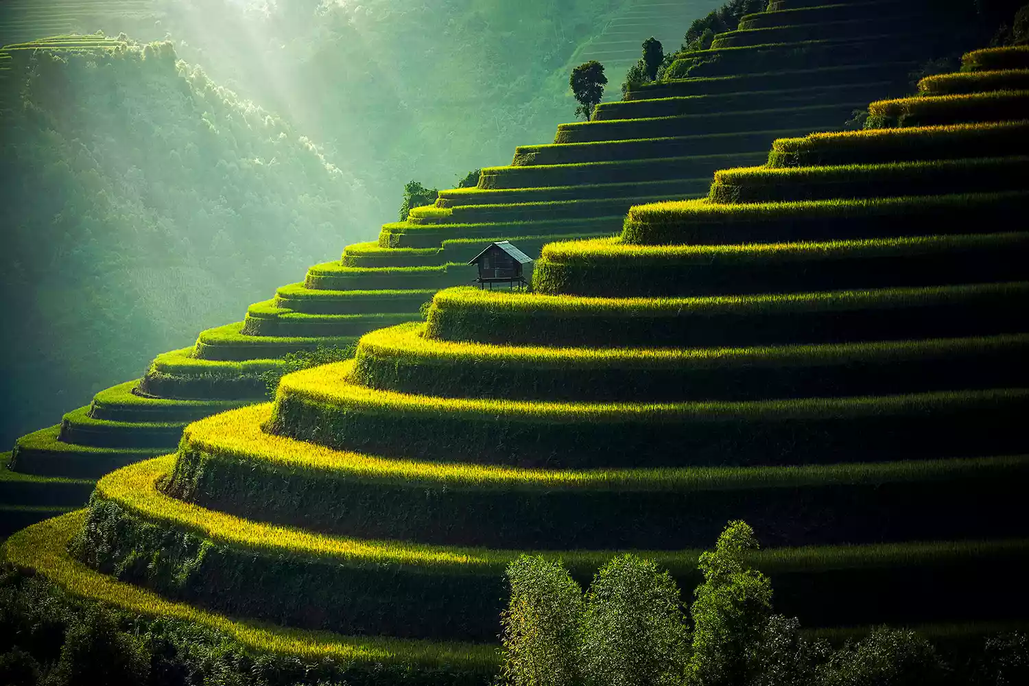 Extensive green terraced rice fields winding around the mountains of Sapa Valley, Vietnam.