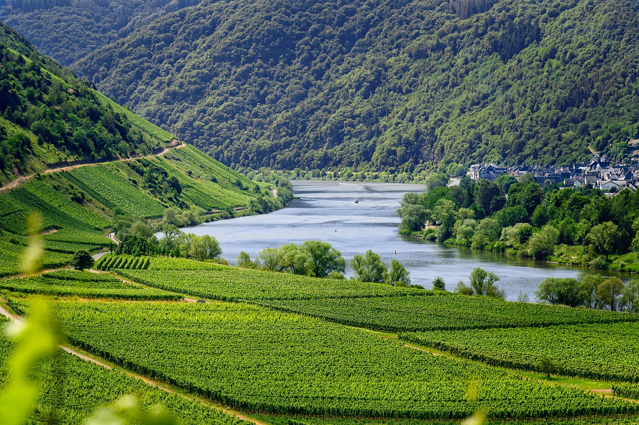 Terraced vineyards sloping down to the Douro River in Portugal.