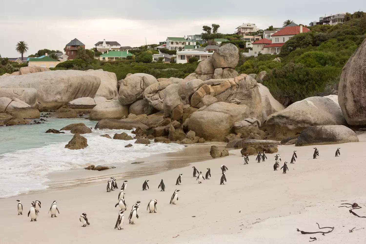 African Penguins on the sandy shores of Boulders Beach, Cape Town.