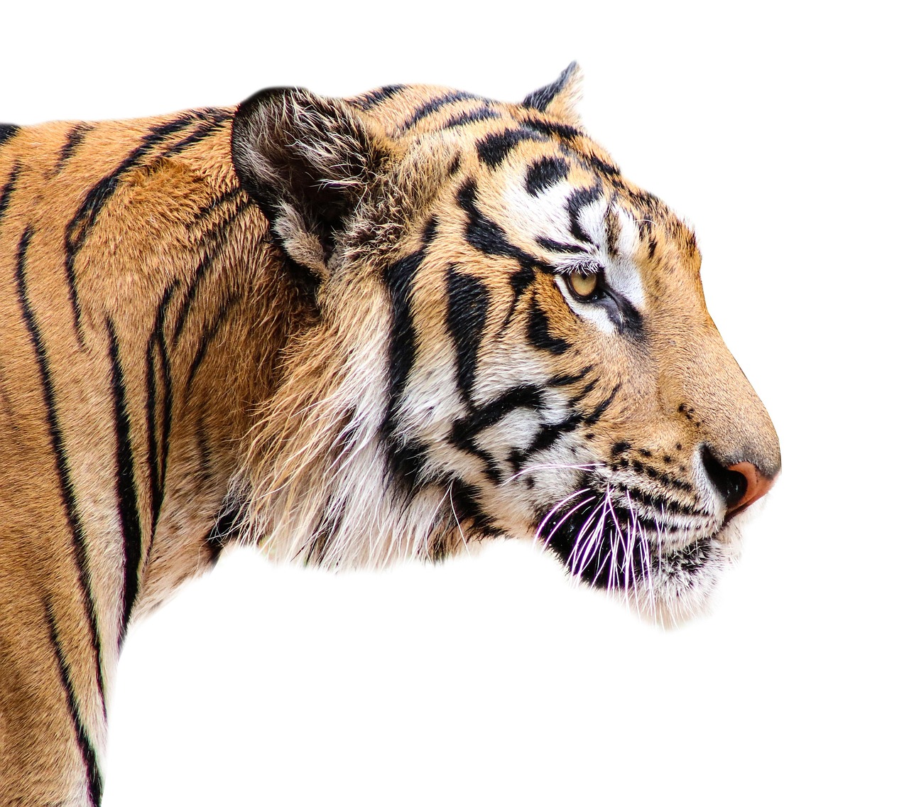 Wildlife enthusiasts observing nature from a safari jeep in India