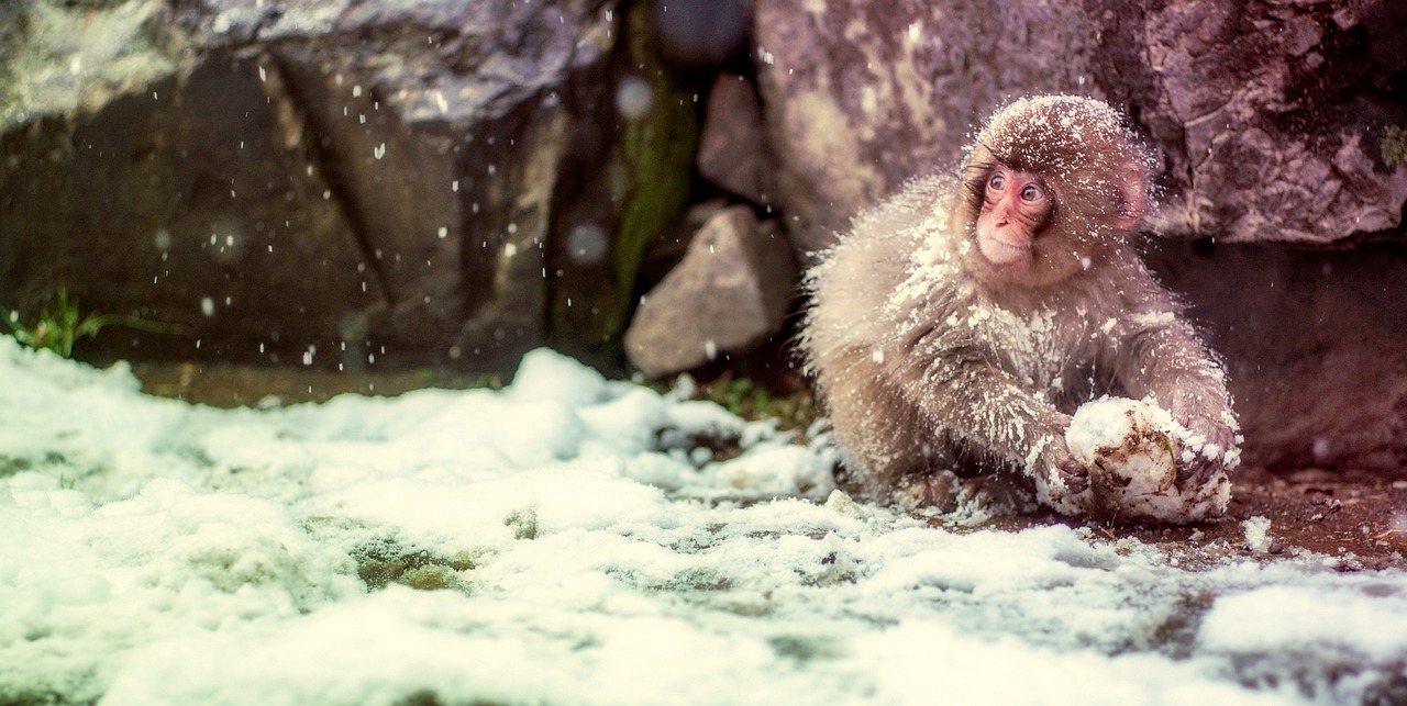 Japanese macaques bathing in a hot spring in the snow