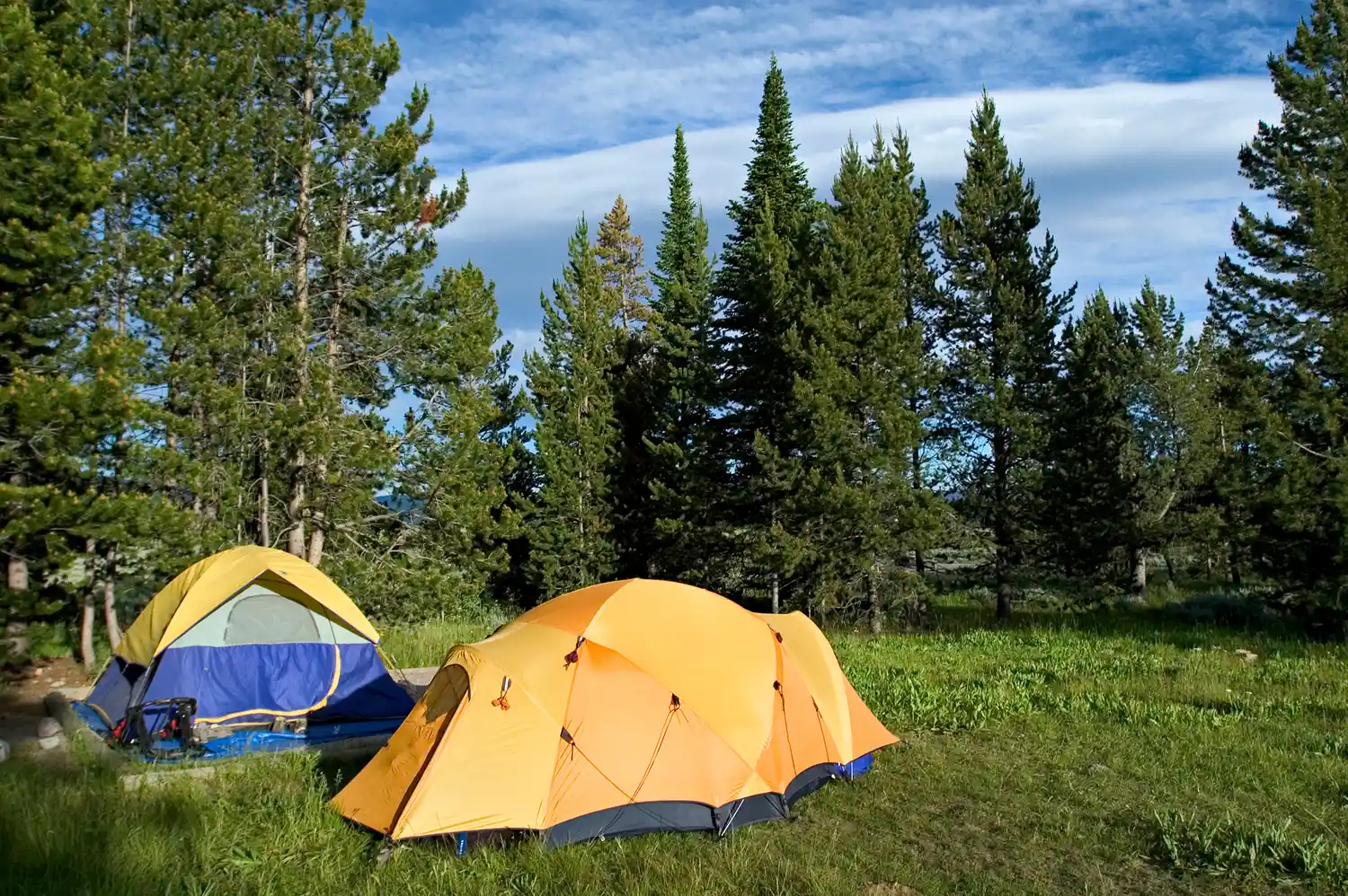 Two tents pitched in a clearing surrounded by evergreen trees in a national park campground.