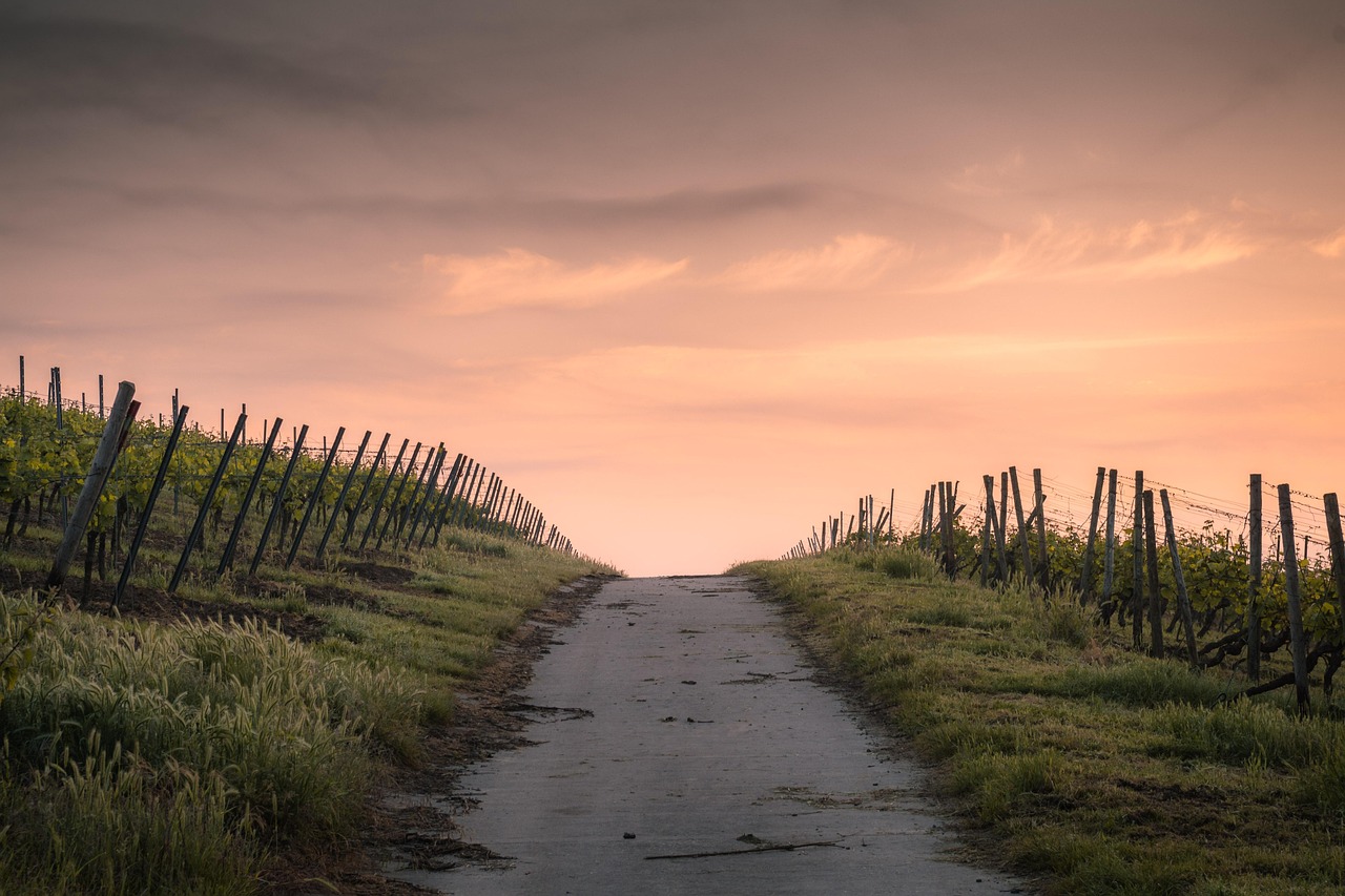 Rows of grapevines in a valley during a golden sunset in Chile.