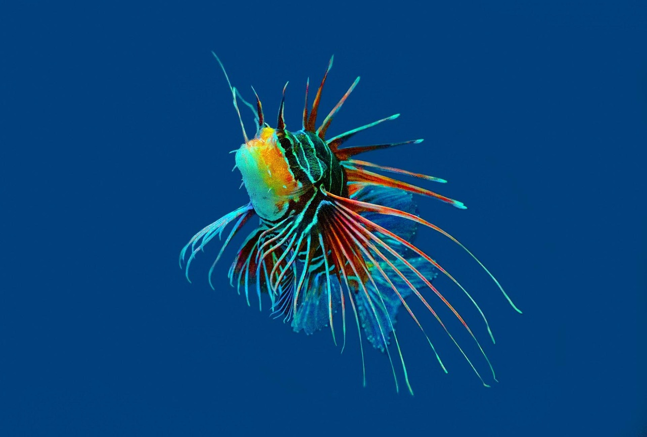 A healthy coral reef teeming with colorful soft corals and schools of tropical fish.