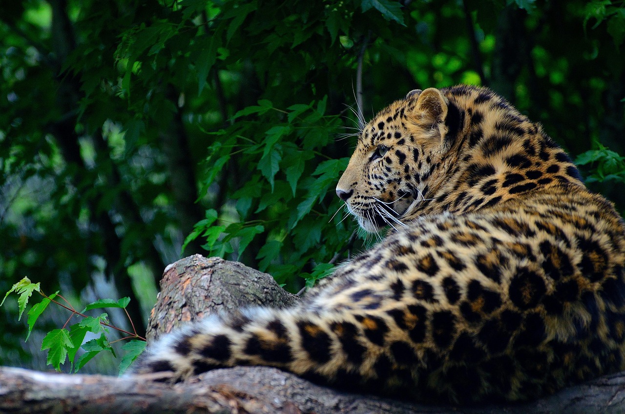A leopard resting on a tree branch in South Luangwa National Park
