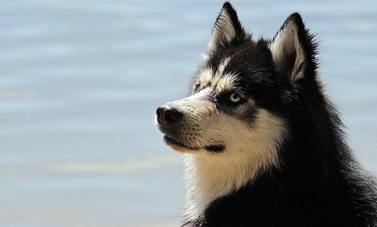 Close-up of a husky dog with blue eyes and frosted fur looking determinedly ahead.