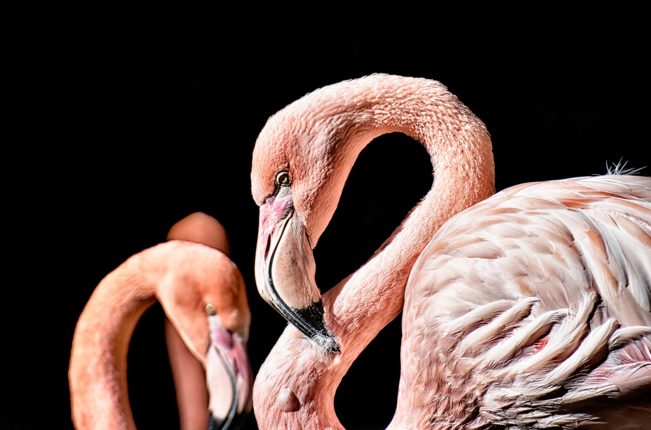 Massive flock of pelicans in a West African wetland sanctuary
