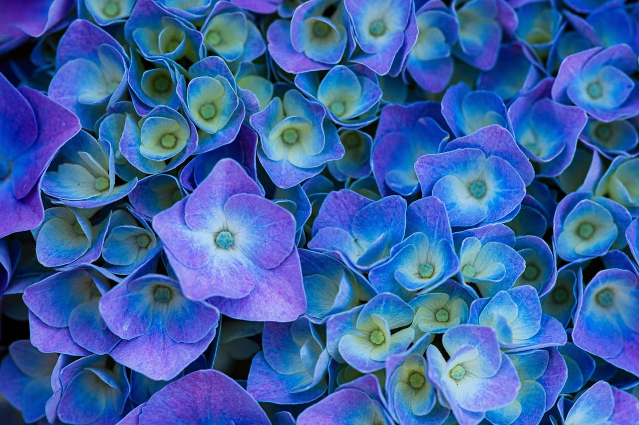 Massive clusters of blue and purple hydrangeas blooming in a white picket fence garden.
