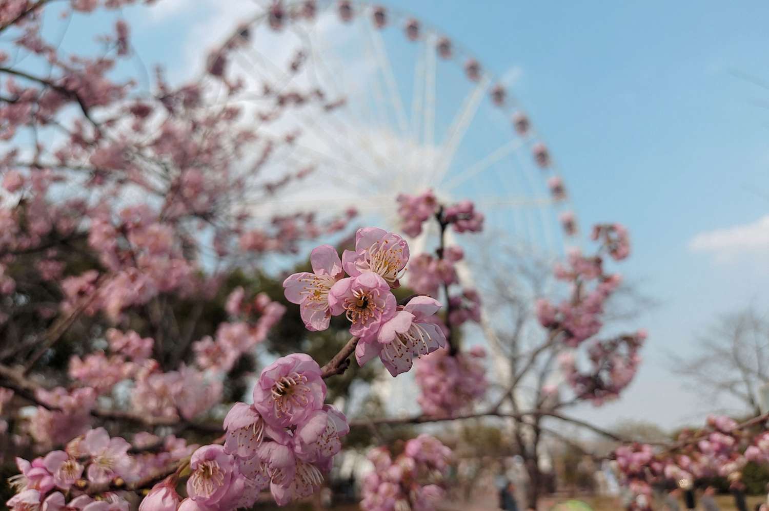 Shanghai Solo Travel: Cherry Blossom Season 2026 Guide