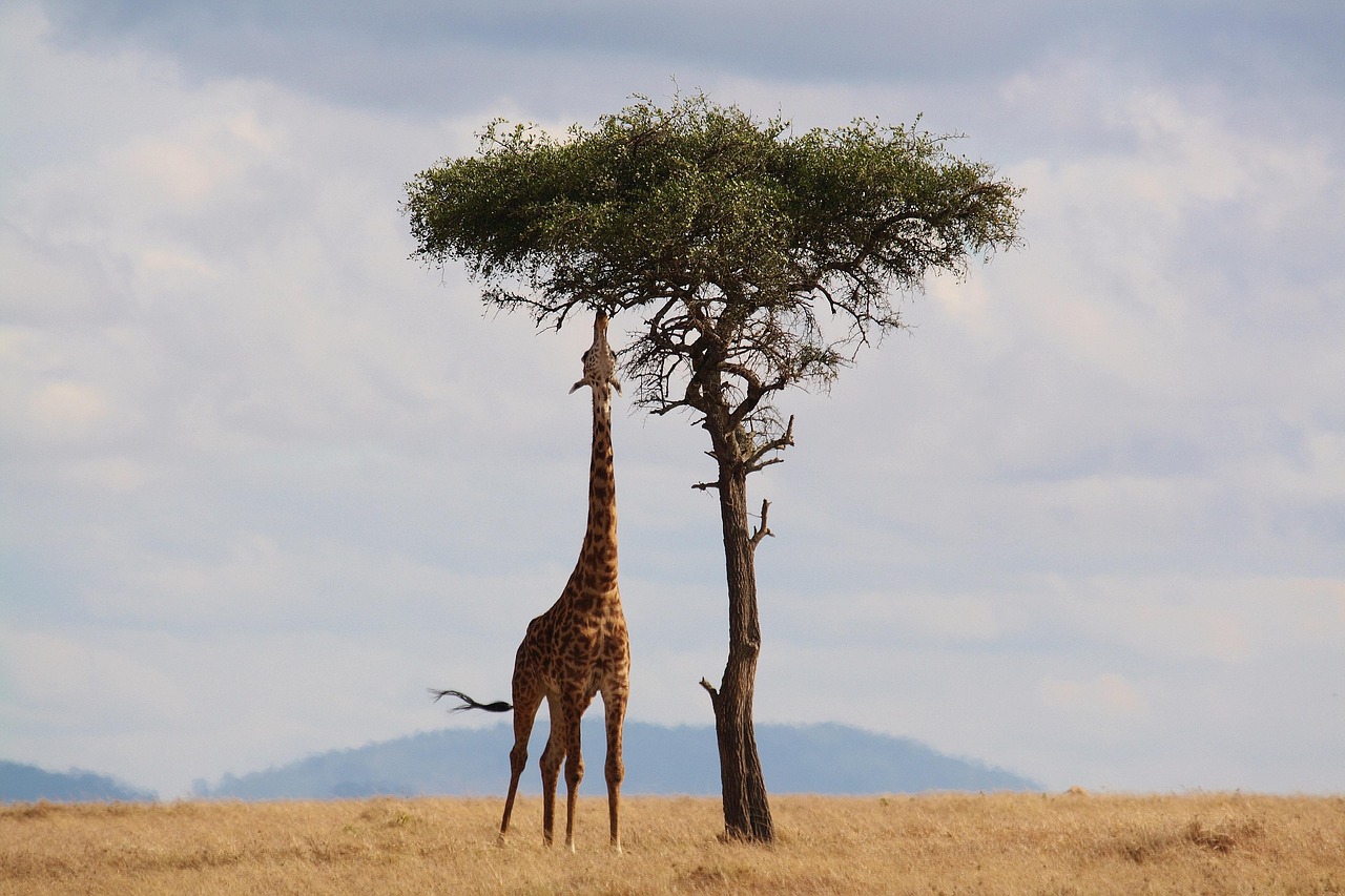 Dramatic granite kopjes and cliffs overlooking the Serengeti plains